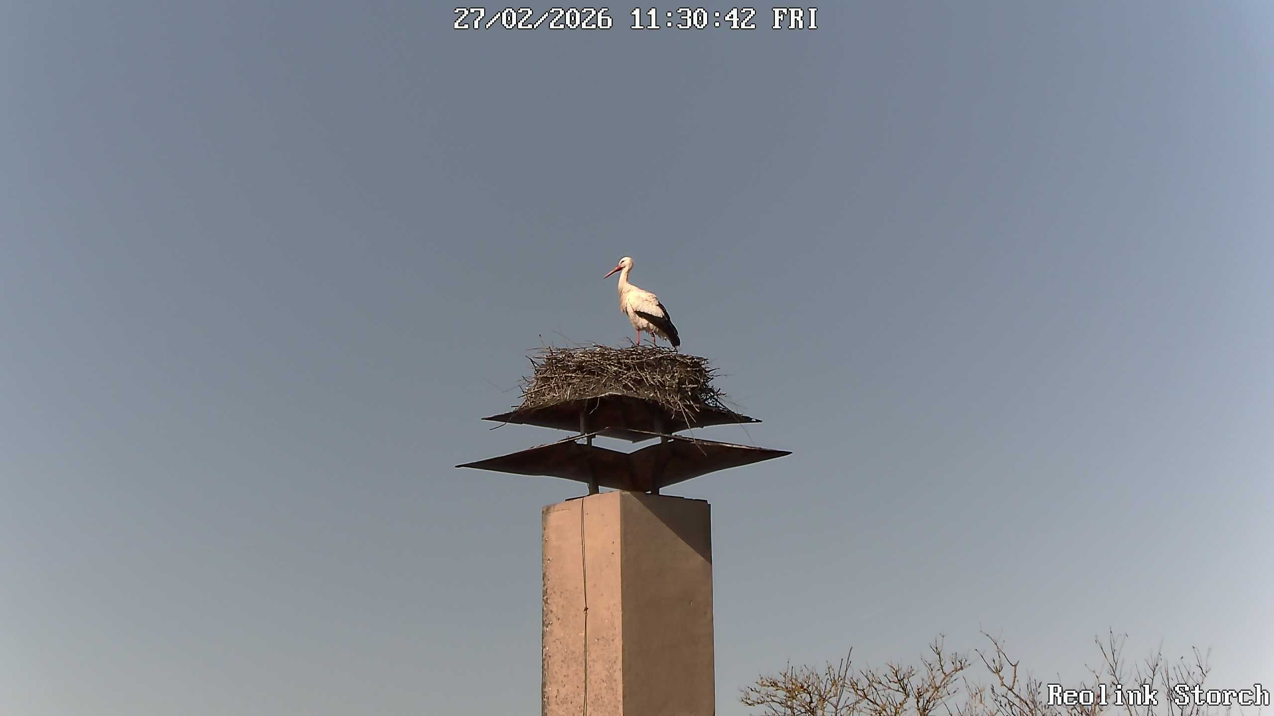 Storchencam Bild